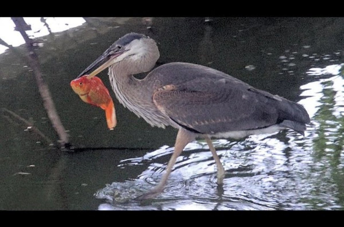 ❗️BREAKING❗️

HYDEBANK KOI SUSPECT IDENTIFIED