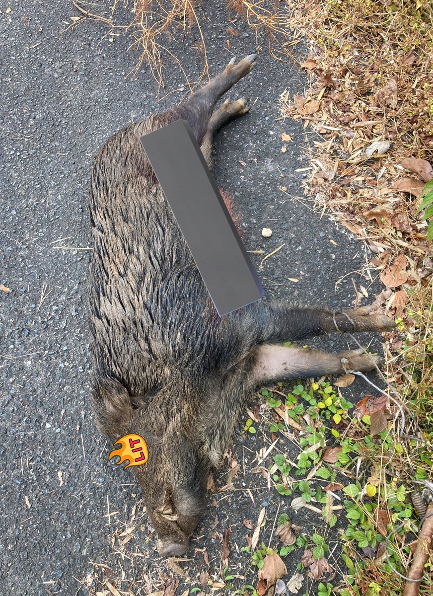 nandenoracoon's tweet image. 今期初！BIGイノシシゲット！
さすが安定と信頼のマグナム君！
狩りの興奮はたまらないです💓
今年はスーパーマグナム君の新型が発売されてて５台も買ってしまい計10台に😳
今期はシカ、イノシシ祭りになりそう…

柚寧「今夜は新鮮な心臓ステーキだよ〜」