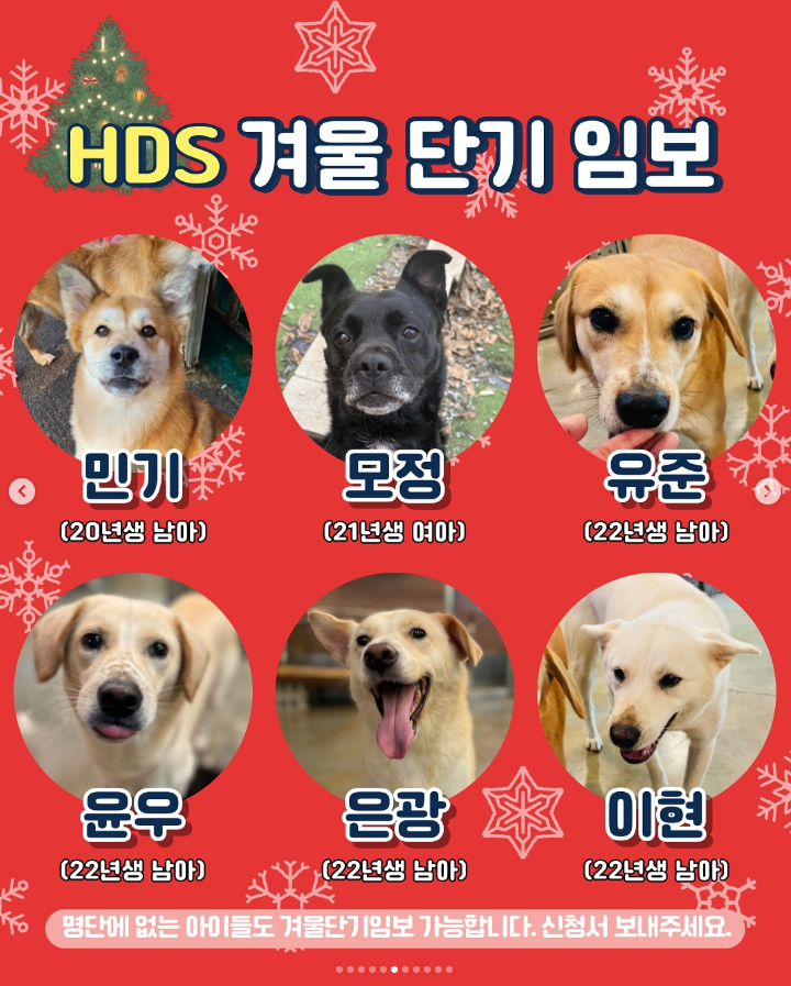 재작년 새별이 구조 직전에 새별이가 갑자기 사라져서 (아기를 낳으러 숨어든 것을 모른 채로) 우린 여느 길개들처럼 시보에 포획됐거나 로드킬인가보다 했다. 
그래서 나는 민기를 겨울 단기 임보하려고 신청을 준비하고 있었다. 민기가 여전히 이 명단에 있는 게