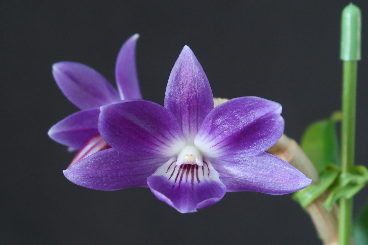 トキ色の君　2番花開花 トキ色の君 2番花開花