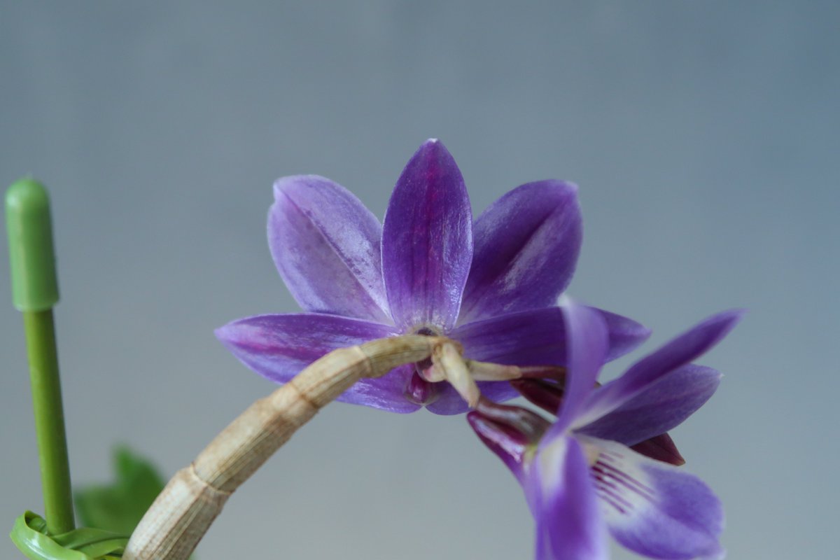 また色の濃いレギネが咲きました！💮 TB22-186 TB22-186 Den