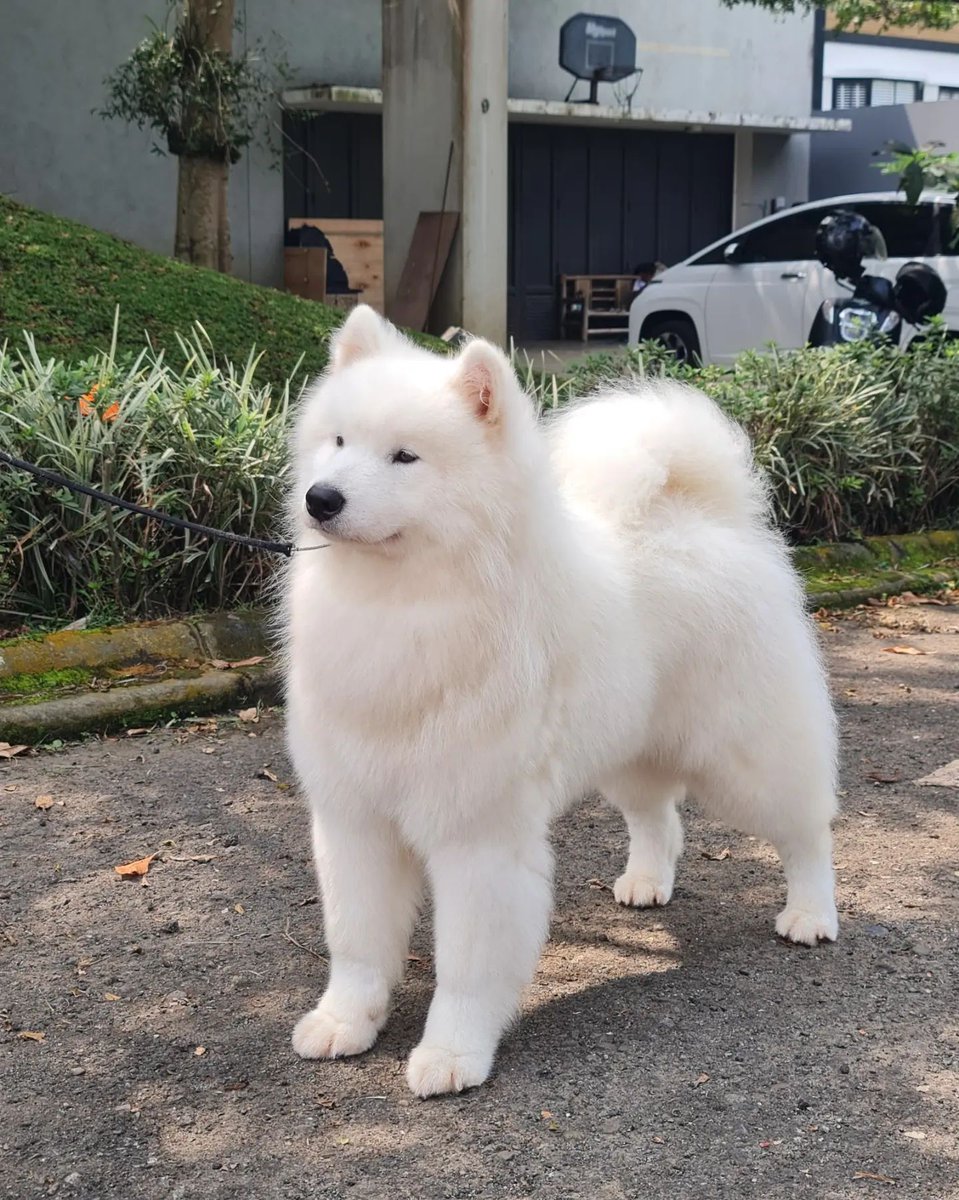 Cuties Puppies tweet media