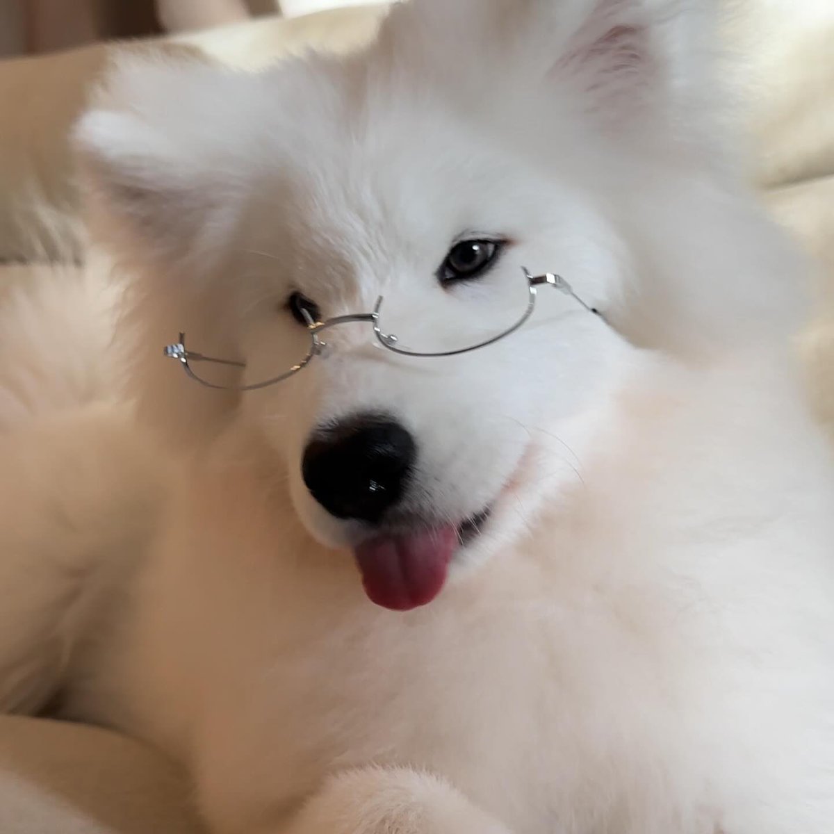 Cuties Puppies (@cutiespuppies) on Twitter photo 