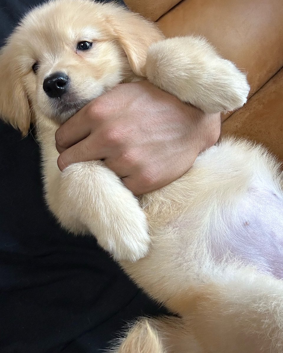 cutiespuppies's tweet image. 