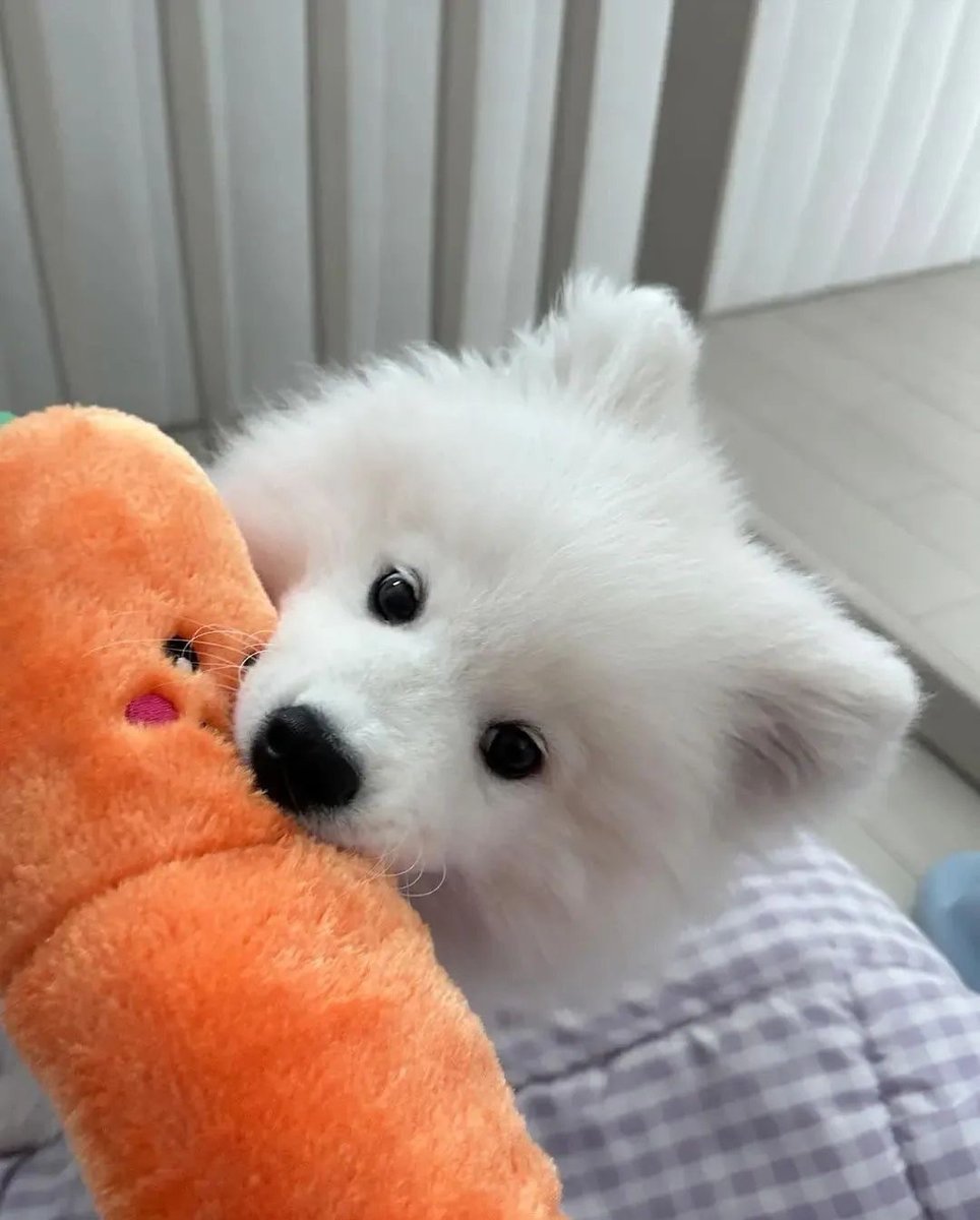 とんすけ (@tonsuke85) / Posts / X