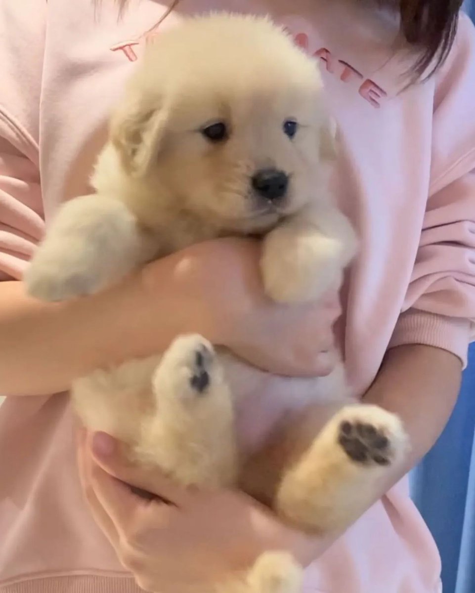 Cuties Puppies tweet media