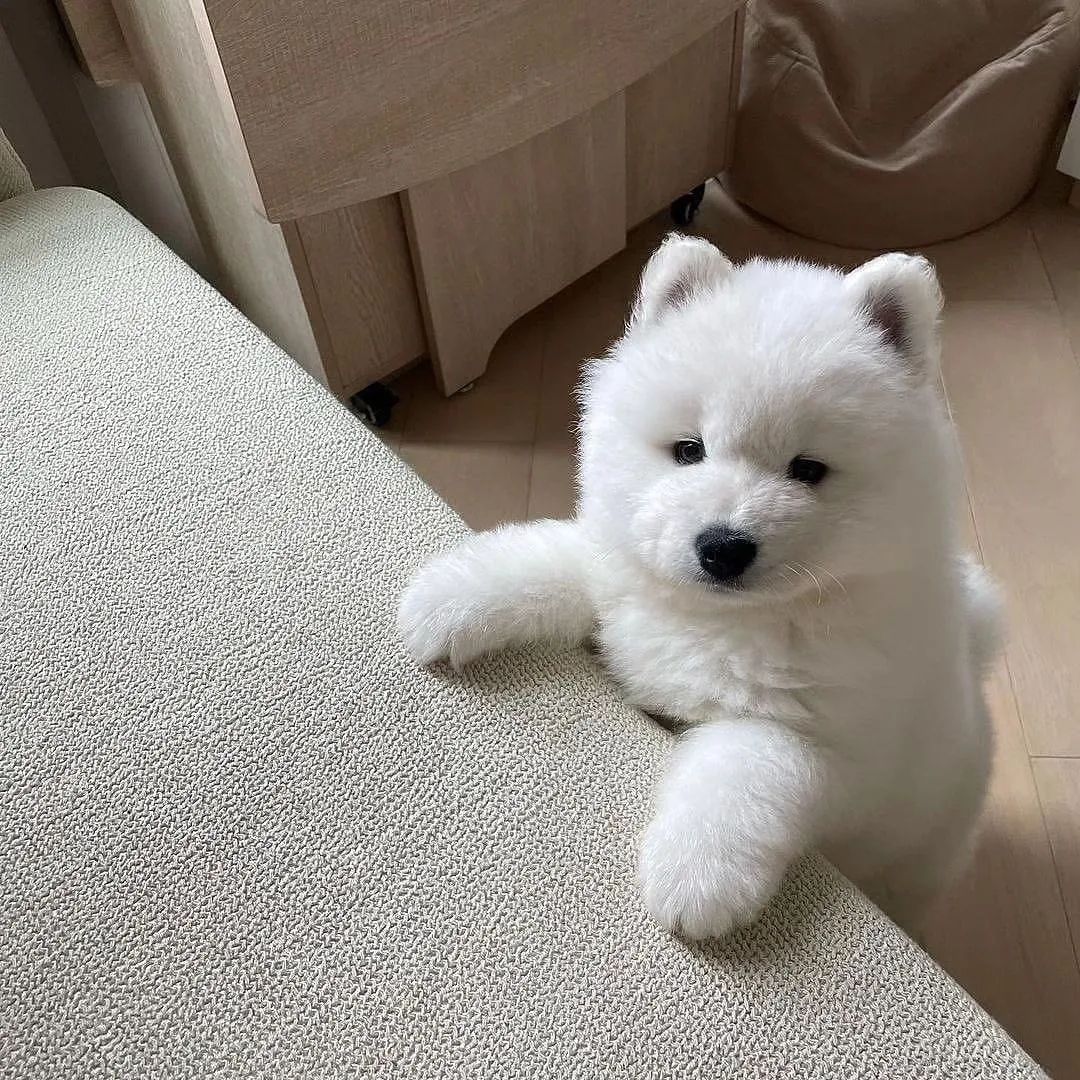 Cuties Puppies (@cutiespuppies) on Twitter photo 