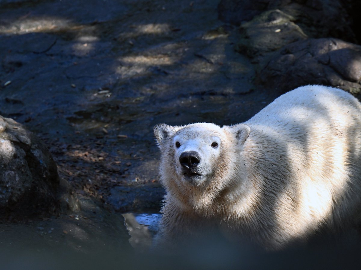 zooman_koichi's tweet image. 大勢の人垣の隙間から撮影😅
成長したと思っていたけれど 未だ あどけさが残っています
#ホッキョクグマ #ズーラシア #polarbear #ZOORASIA