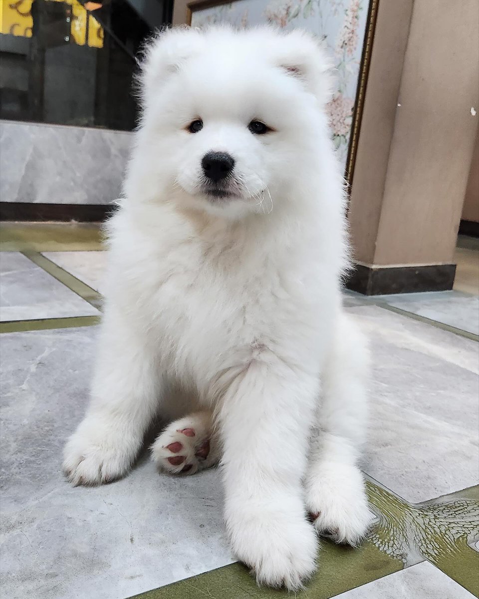 Cuties Puppies tweet media