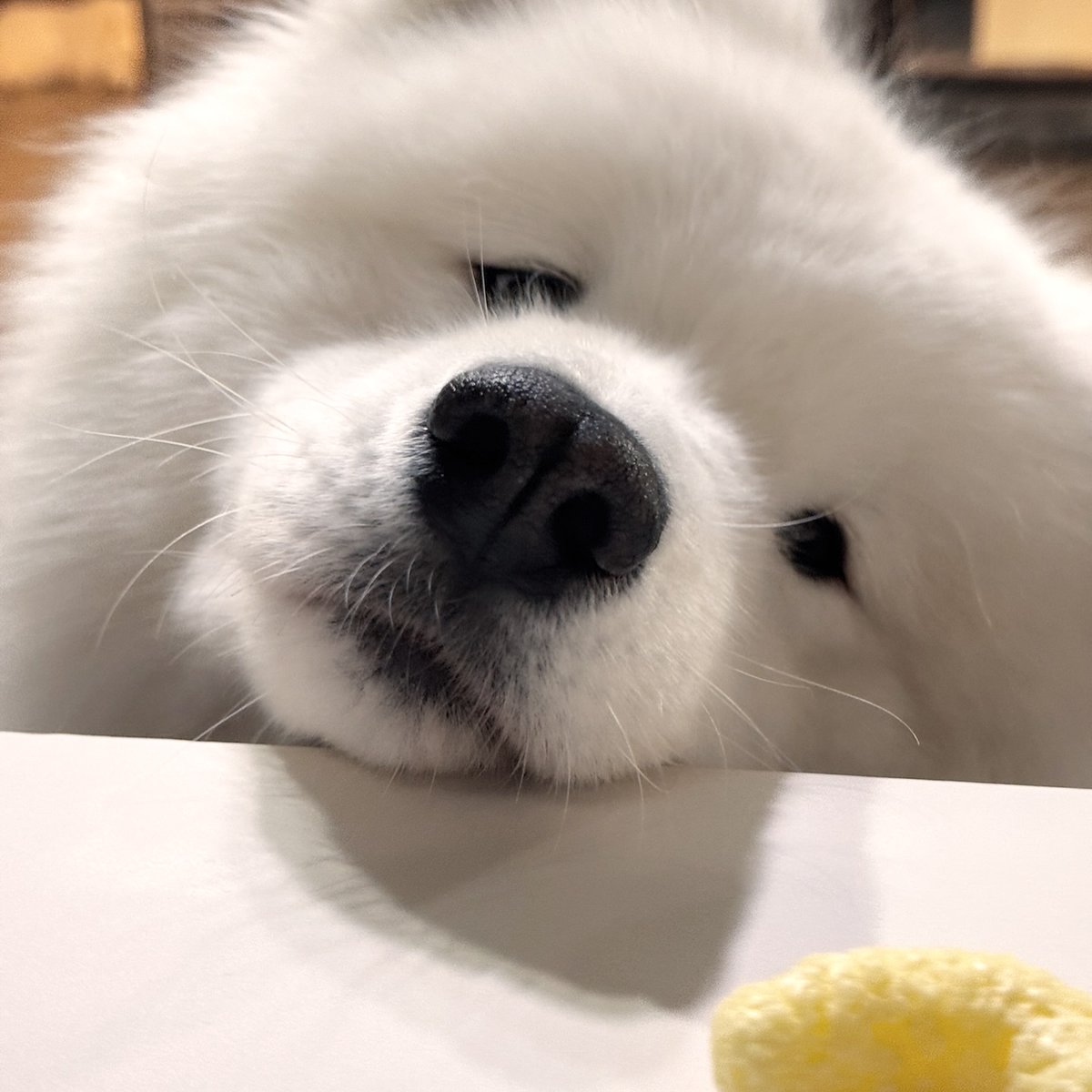 Cuties Puppies (@cutiespuppies) on Twitter photo 