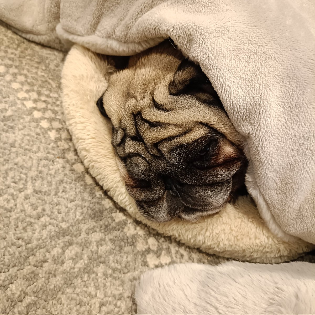 パグ 寝てるの邪魔しないでって顔😂😂 #pug#パグ#黒パグ#お昼寝