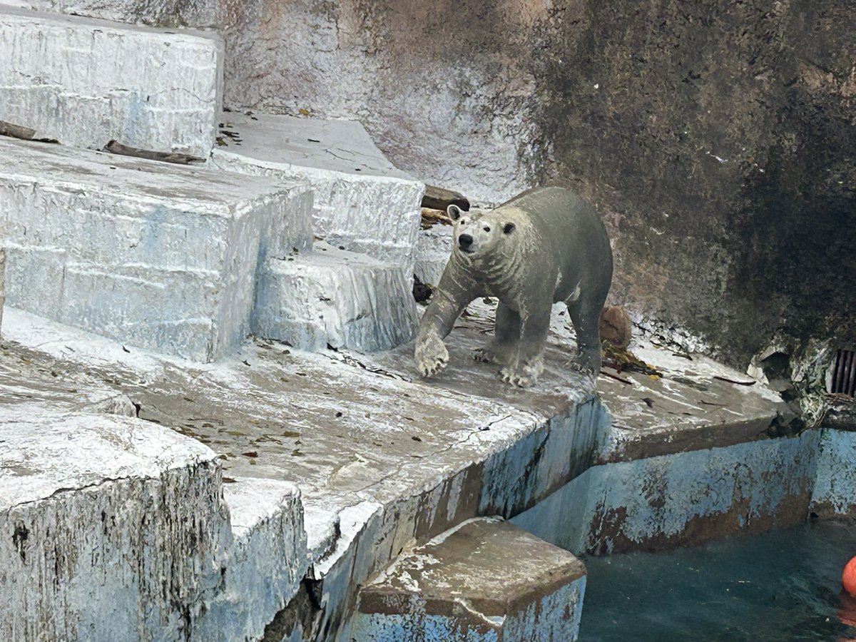 しろくま🐻‍❄️
