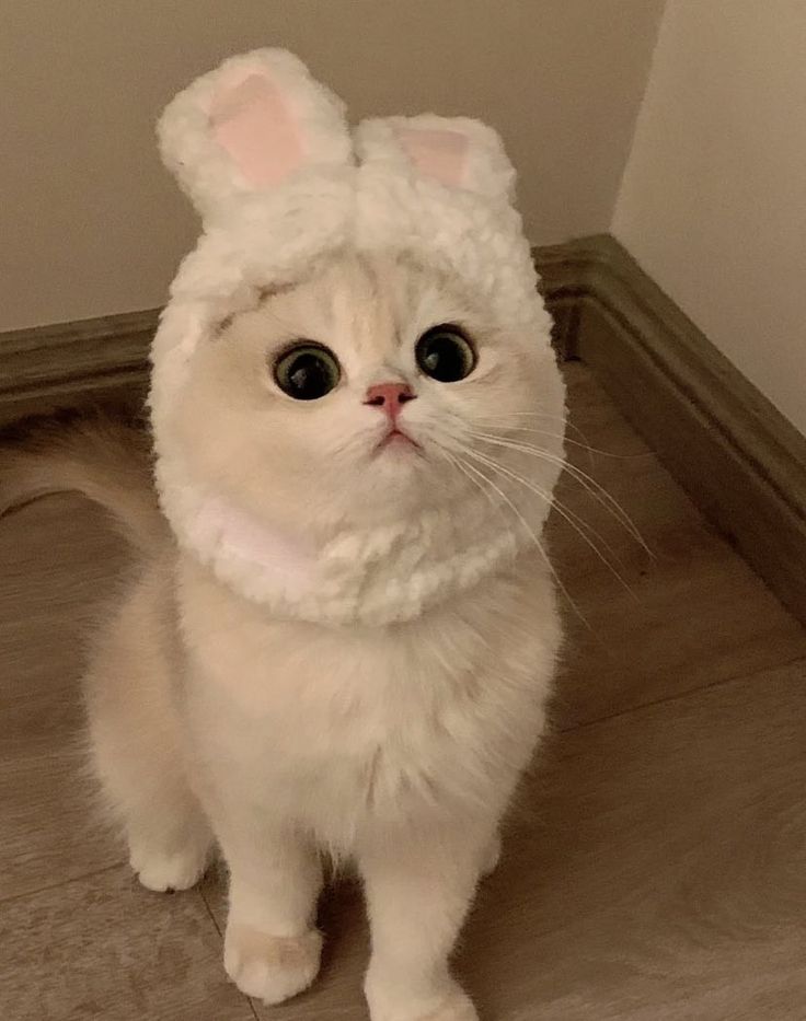 l_noahh's tweet image. 너 루비야 놔냥이야