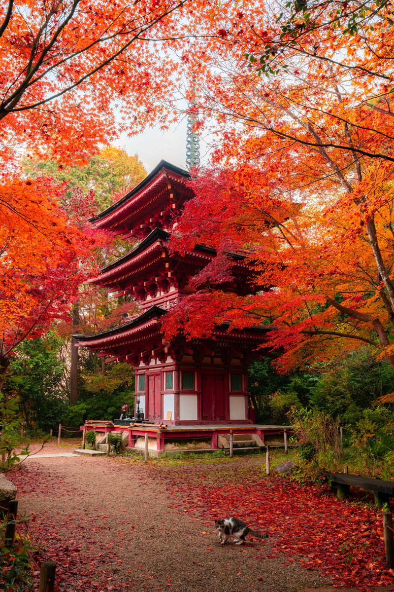 へたっぴ写真家 (@v0_0v______mk) / Posts / X