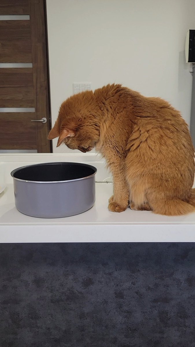 しぴこめᓚᘏᗢ (@chipie0826) / Posts / X