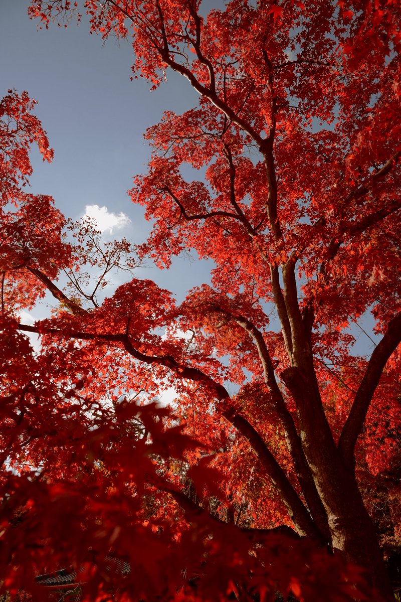 misiteniu's tweet photo. Impression of Autumn https://t.co/YjmQoFfLp0