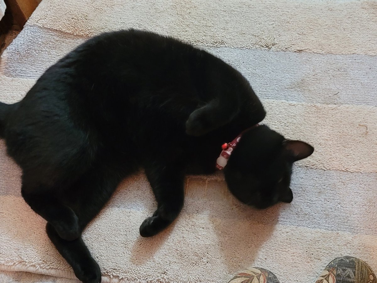 unity4989's tweet image. 猫様♪