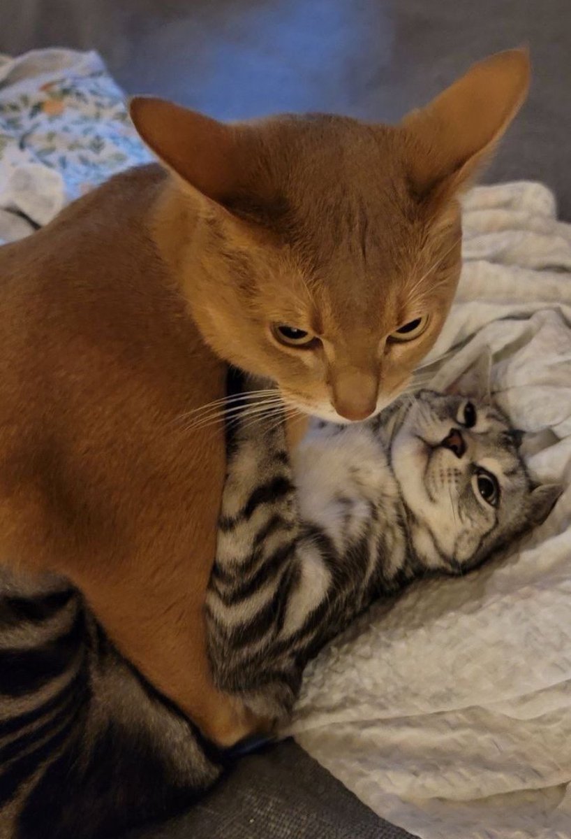 catshealdeprsn's tweet image. 