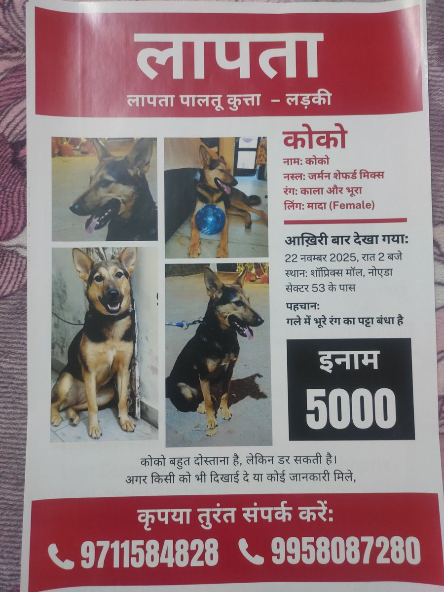 meetu4502's tweet photo. Hii everyone 
"My 1 year and 9 months old female German Shepherd mix dog, COCO, has been missing since 21/11/2025. She was last seen near Sector 61, Shoprix Mall. I am searching everywhere but have not found her yet. Please help by sharing and reposting. 🙏" https://t.co/DPkJS2lo7A