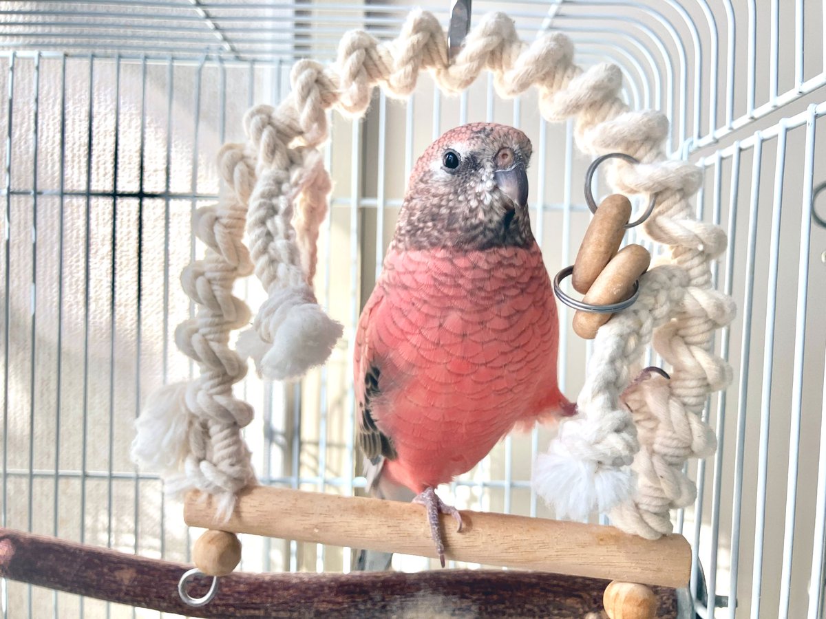 今日もブランコ大好きマンでした