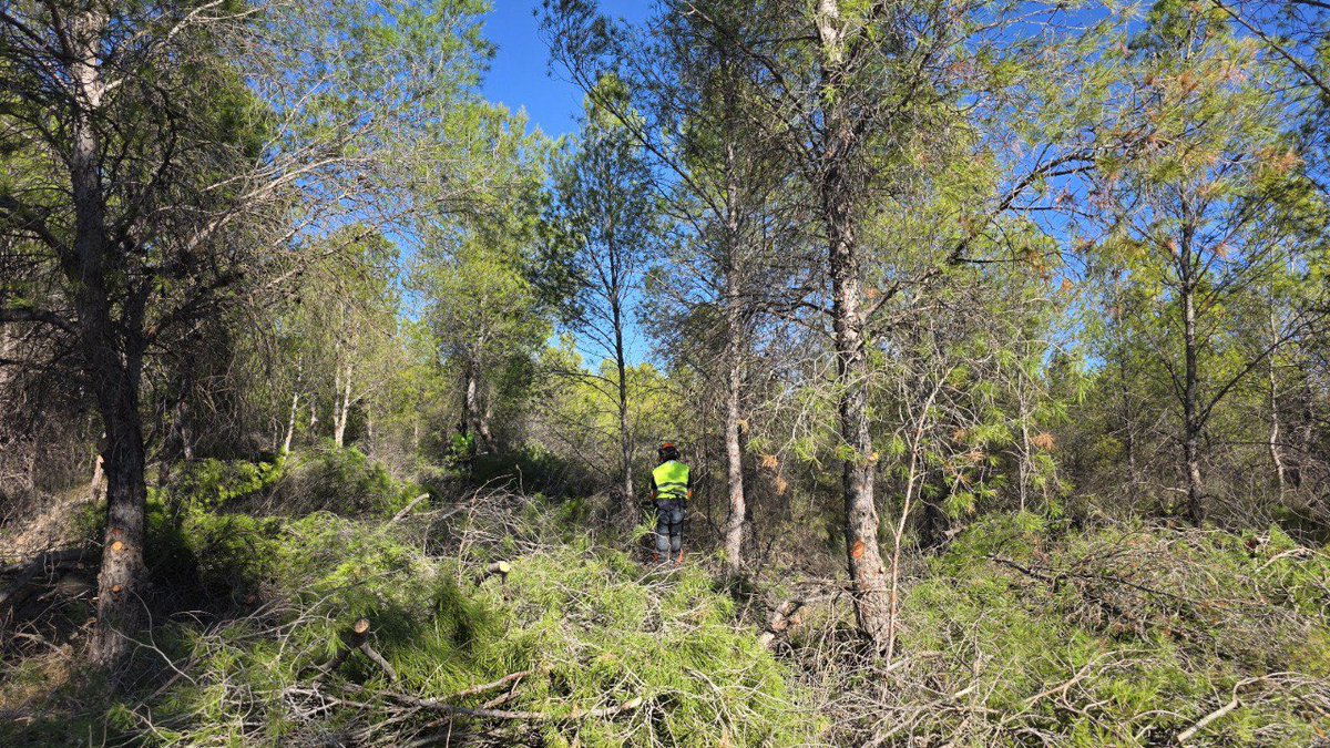 MurciaForestal's tweet photo. 📢 Dan comienzo los trabajos en el MUP Sierra y Serrata del Puerto #Calasparra
🎋 Clareos y podas para reducir combustible y favorecer el matorral, junto a tareas de limpieza y recuperación del esparto ➡️ Más resiliencia frente a la sequía y mejora del matorral #SPARTARIA https://t.co/mIbYELbLMs