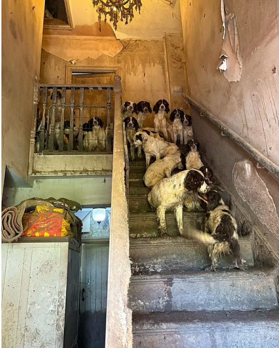 GMP Tactical Dog Unit tweet media