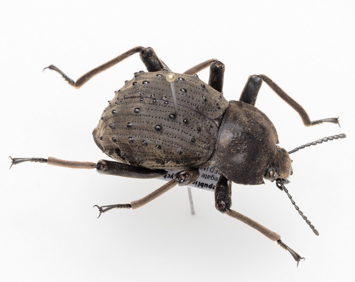 Polposipus herculeanus アフリカのセーシェル島固有のゴミダマ