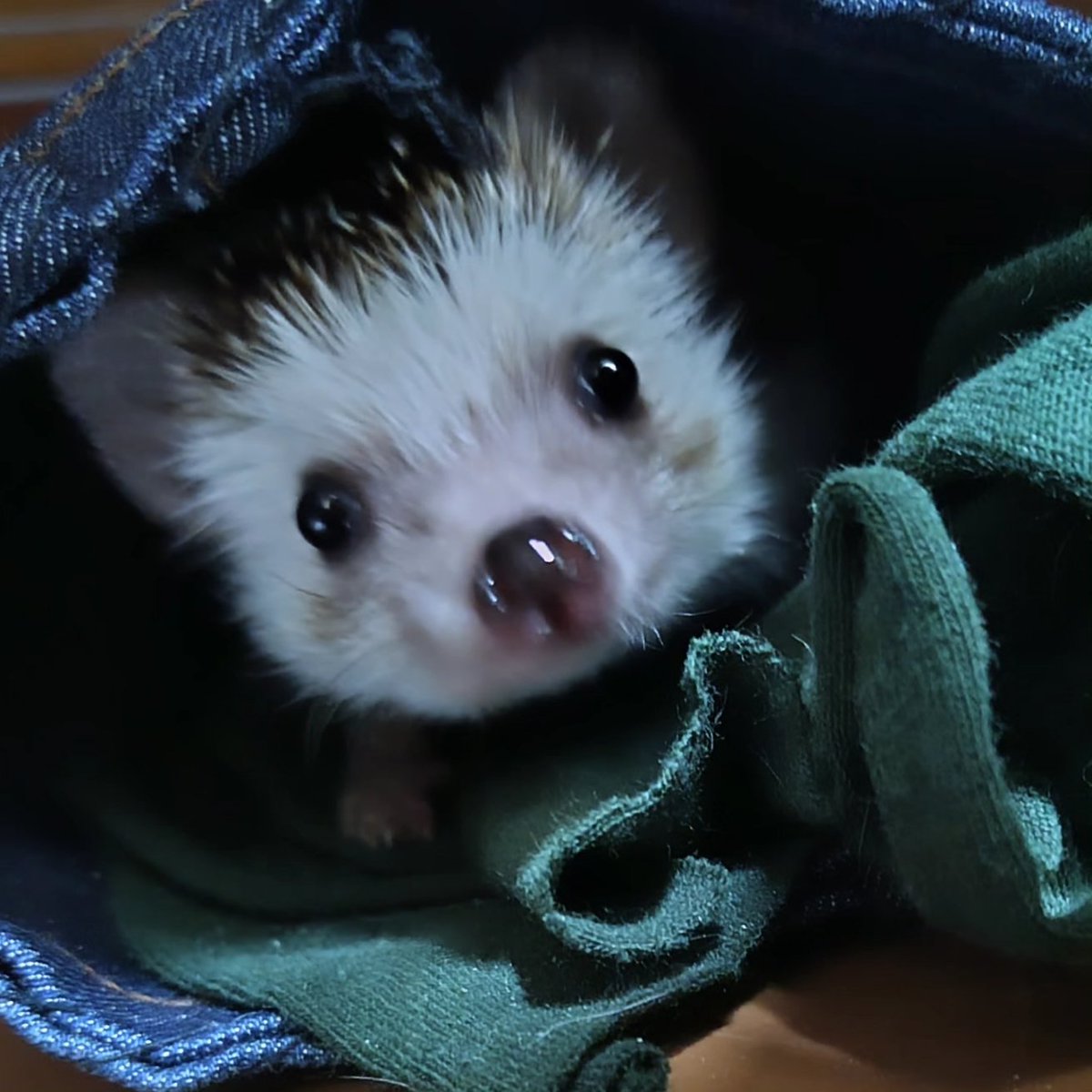 5010Harisan's tweet image. 🦔恥ずかしいポーズ撮られたよぉ🫣
#ハリネズミ #hedgehog #Igel #hérisson #riccio #igelkott #刺猬 #cute #kawaii #はりねずみ #고슴도치