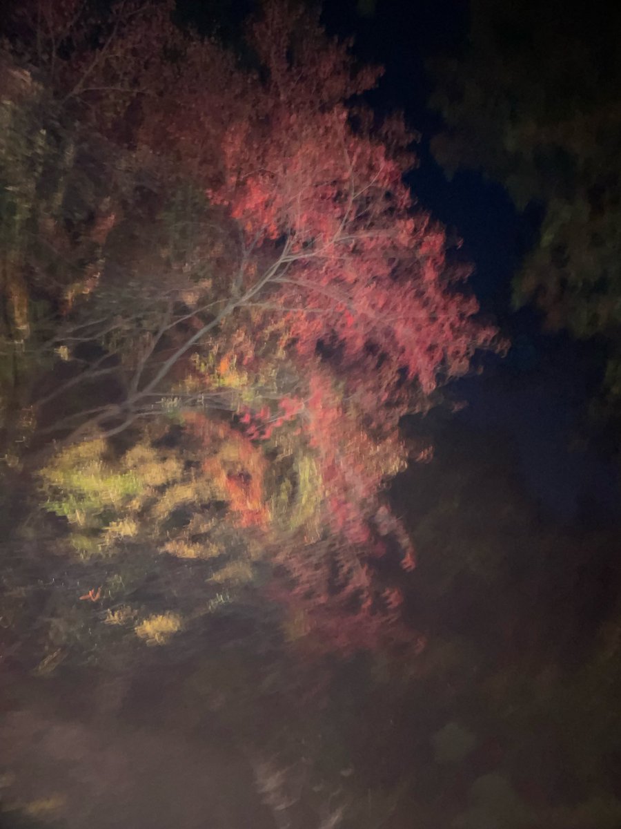 Kemonokai's tweet image. 龍潭寺の夜間の庭園を見に行ってきました。
写真は入り口と周りの木ですが、ライトアップがすごく幻想的でした。
#龍潭寺