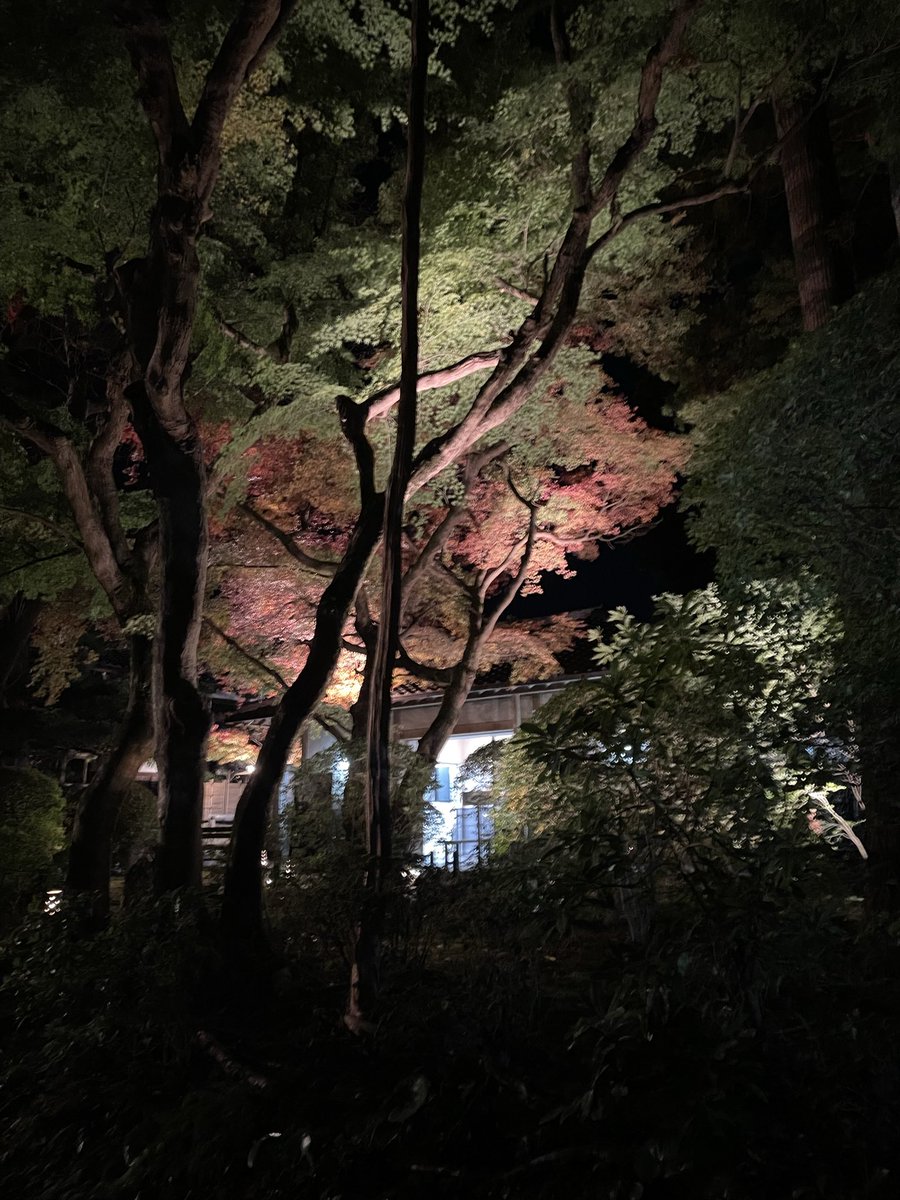 Kemonokai's tweet image. 龍潭寺の夜間の庭園を見に行ってきました。
写真は入り口と周りの木ですが、ライトアップがすごく幻想的でした。
#龍潭寺