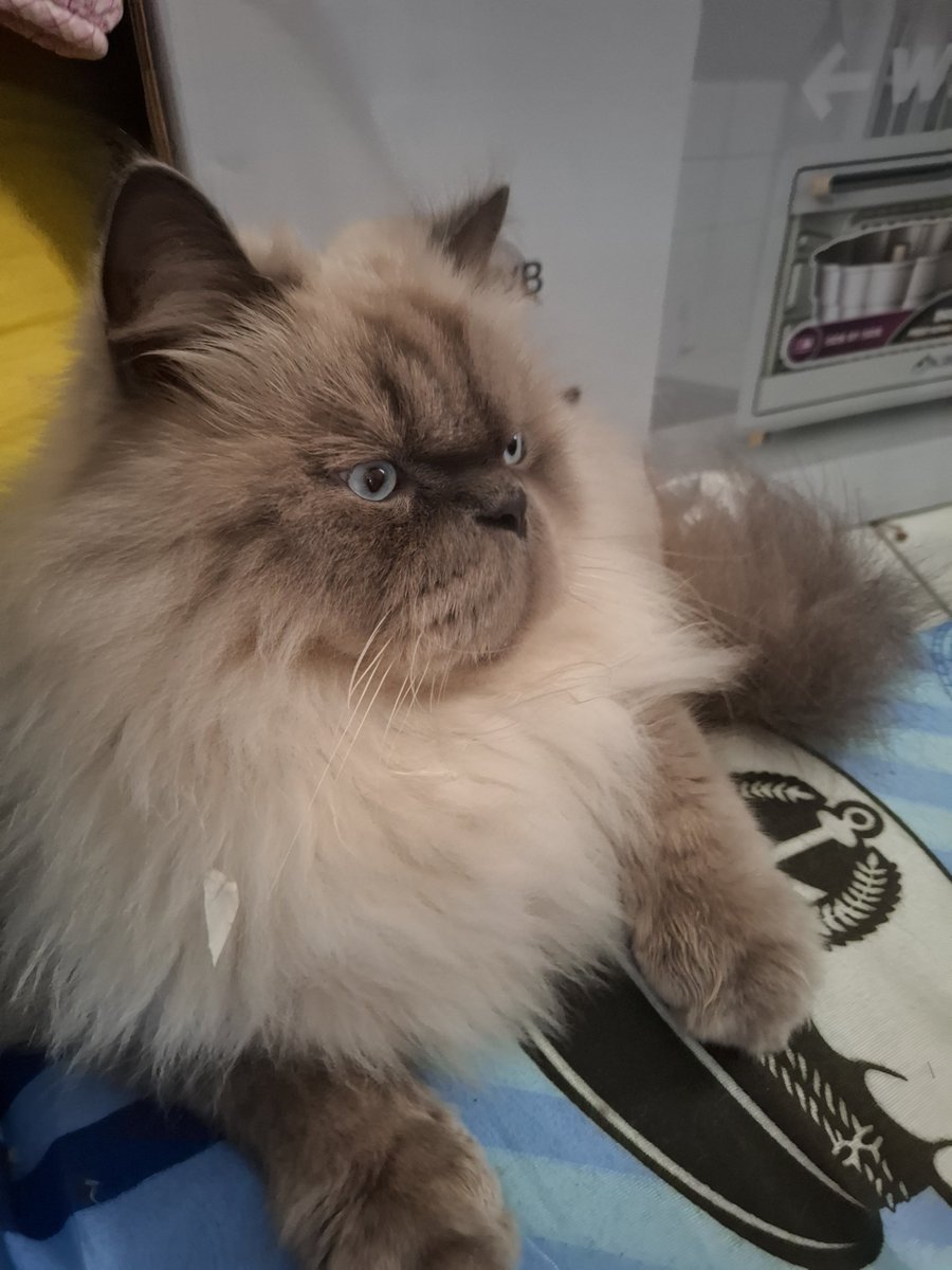 supepeng tweet media