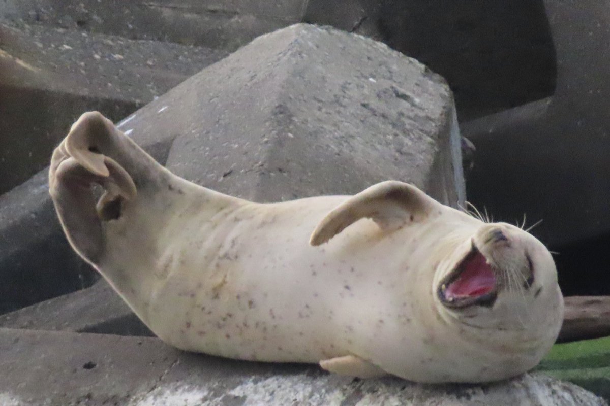 号 (@gogo___xo) / Posts / X