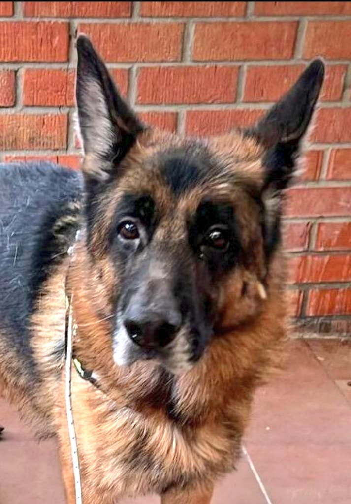 Esta es la cara que se le queda a un perro 💔
cuando lo dejan tirado.
Por muy de raza y muy guapo que sea
todos sienten lo mismo

PERRERA #VALLADOLID
Tiene 5 años 

x.com/PerreraDipVall…