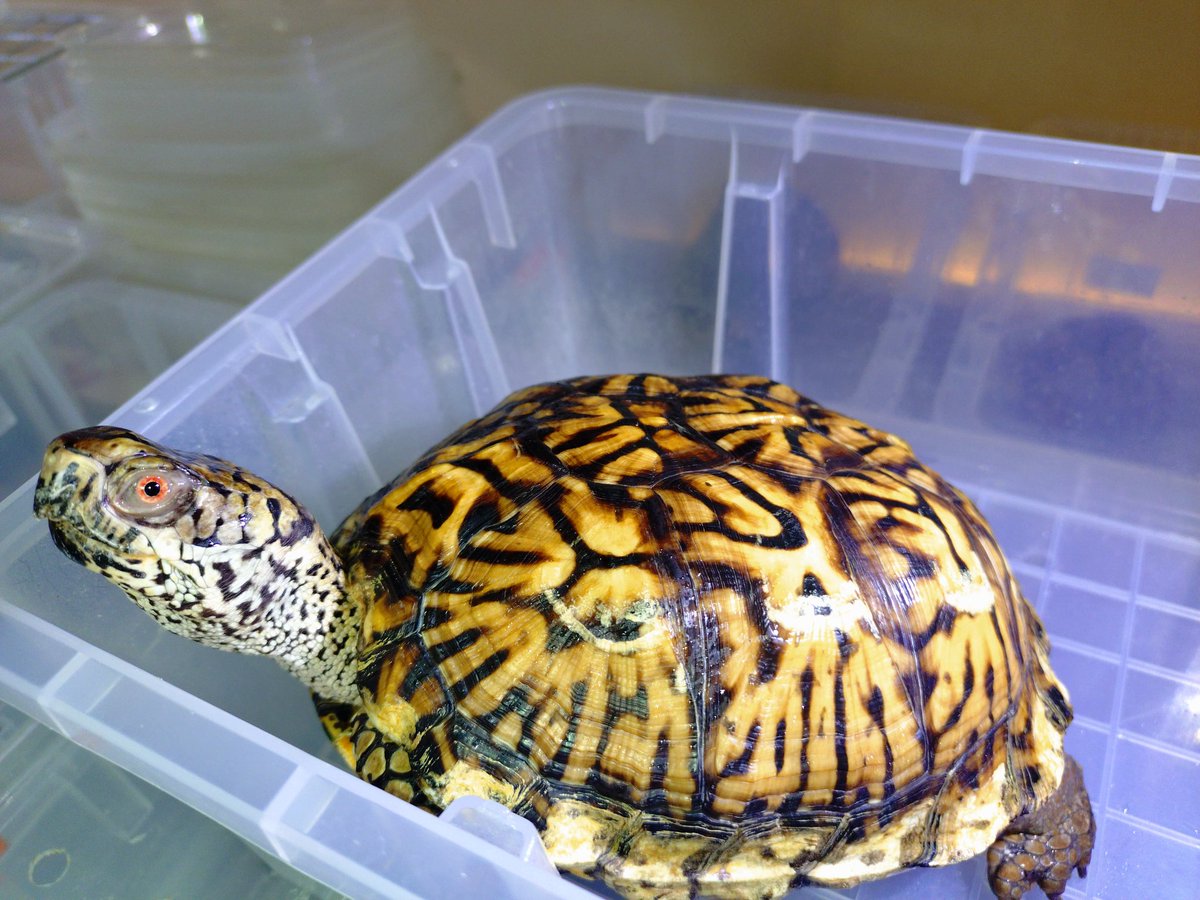 この21CB♂もそろそろ✨
とりあえずもっかUVB強化選手です。
♀は選別中😆
#トウブハコガメ