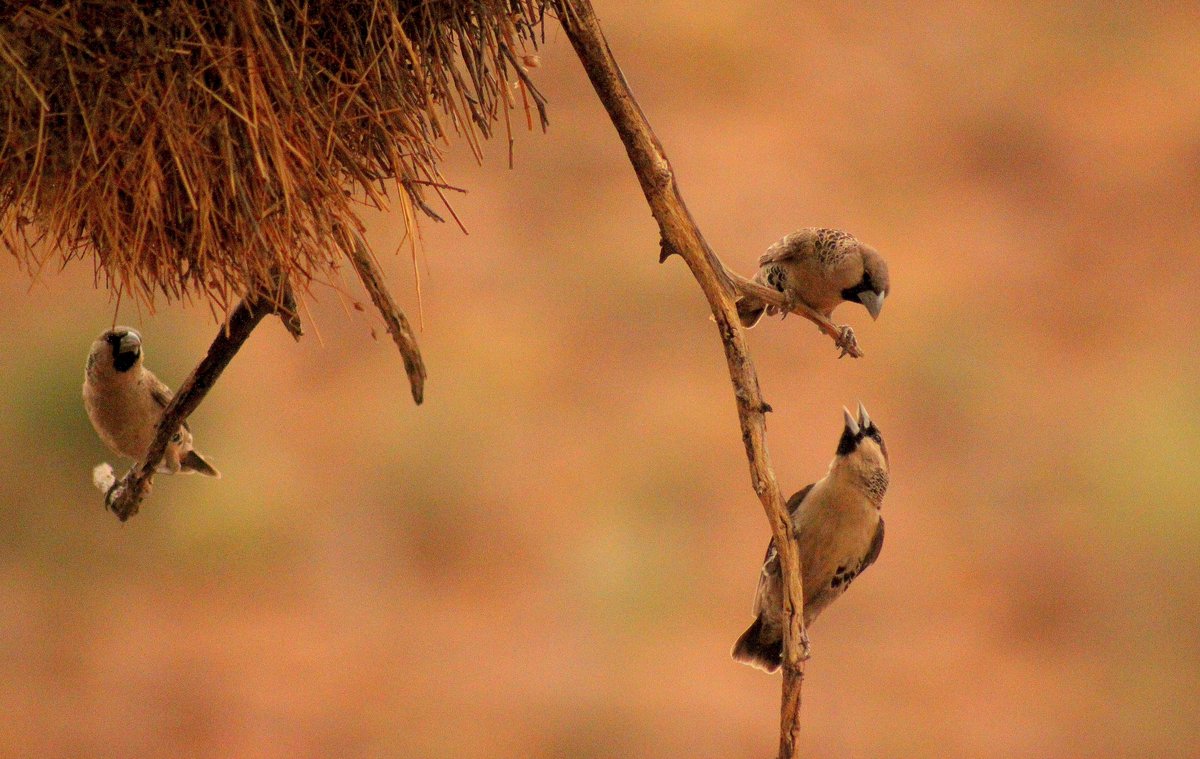 Oppenheimer Generations Research & Conservation tweet media
