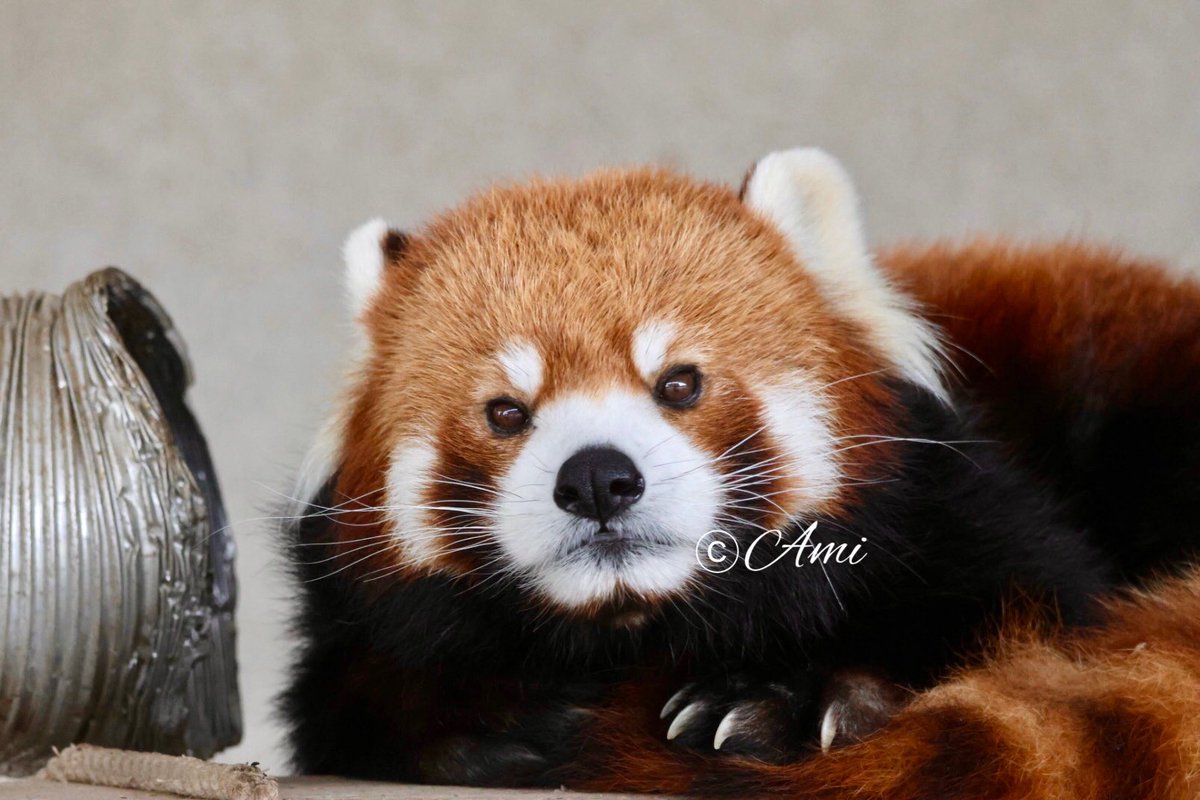 ん～～今日のおリンゴの銘柄は何かなぁ』（11/25） #秋吉台サファリ