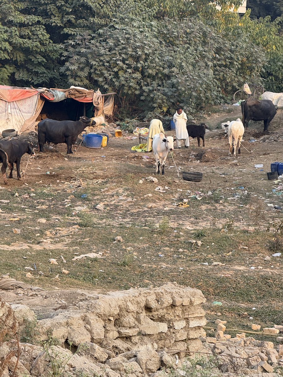 itsabbas94's tweet photo. @CDAthecapital 
Illegal dairy farm and encroachment on the green belt/nullah at the end of Street 60 in Sector I-10/1, Islamabad, have been reported multiple times through the Citizen Portal and to the DC CDA over the past six months. However, no action has been taken so far. https://t.co/UeBLgO10ay