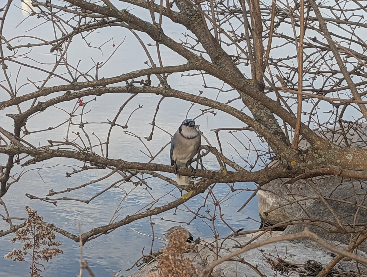 Before the snow arrived I ran around the bay on a beautiful sunny day. A pair of bluejays hanging out in the small trees on the shoreline of Kempenfelt Bay