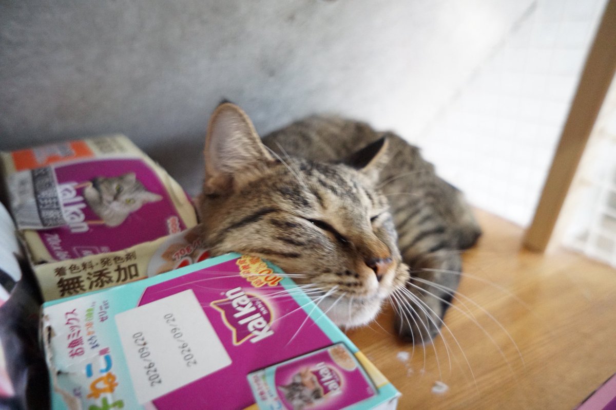 manrui1969's tweet image. 私あこです。この前、息子のプリンと娘のヒトミと一緒にここに来たんだけどまだ少し怖くて隠れてることが多いの。でも甘えたい気持ちはあるので見かけたらそっと撫でてね。1人の時は箱に擦り擦りして我慢してるの☺️ #駒猫 #保護猫カフェ #あこ #里親募集 #リトルキャッツ