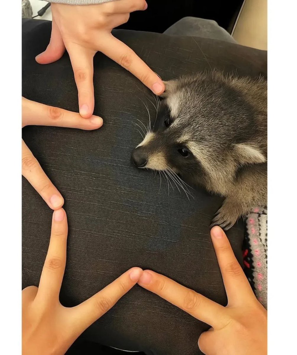 raccoon with confusing auras tweet media