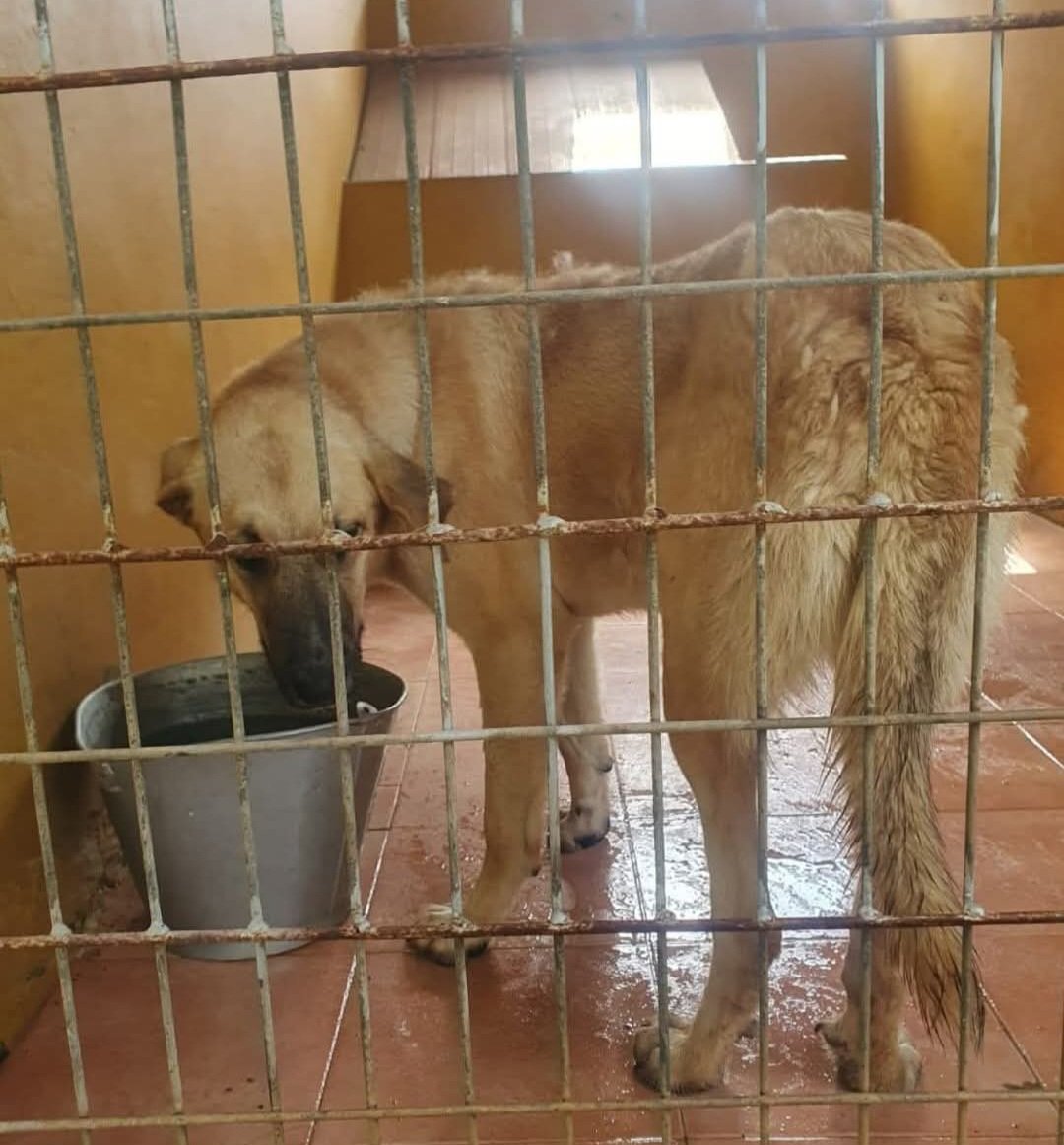 Es la imagen de la derrota y la desesperanza 😥
Esta mastina joven se encuentra en Sevilla perrera de San Anton ☠️,fue abandonada en Mayo y desde entonces esta rota y la consume la tristeza 😭
Es muy buena,apiadate y rescatala con un hogar por favor🙏🏻🙏🙏🏿.
Contacta ☎️ 601297693
