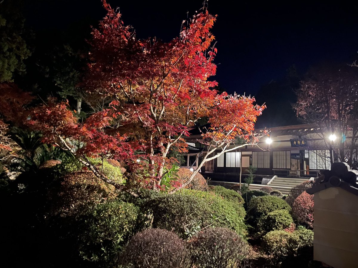 Kemonokai's tweet image. 流石に夜間だけあって結構寒かったので早めに帰宅

もう少しカイロとかちゃんと持ってきておけば良かったですね💦

それにしても夜間のお寺の雰囲気とても良かった

ライトアップされた庭園と紅葉はとても幻想的で美しく、良い目の保養になりました
#龍潭寺