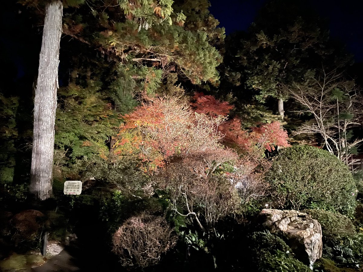 Kemonokai's tweet image. 流石に夜間だけあって結構寒かったので早めに帰宅

もう少しカイロとかちゃんと持ってきておけば良かったですね💦

それにしても夜間のお寺の雰囲気とても良かった

ライトアップされた庭園と紅葉はとても幻想的で美しく、良い目の保養になりました
#龍潭寺