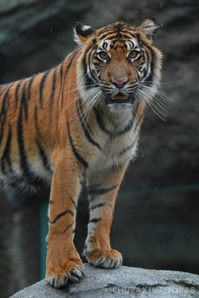 CHURAXTU7_TORA8's tweet image. マクムル🐯🌿
#東山動植物園　#スマトラトラ
📷2025年11月