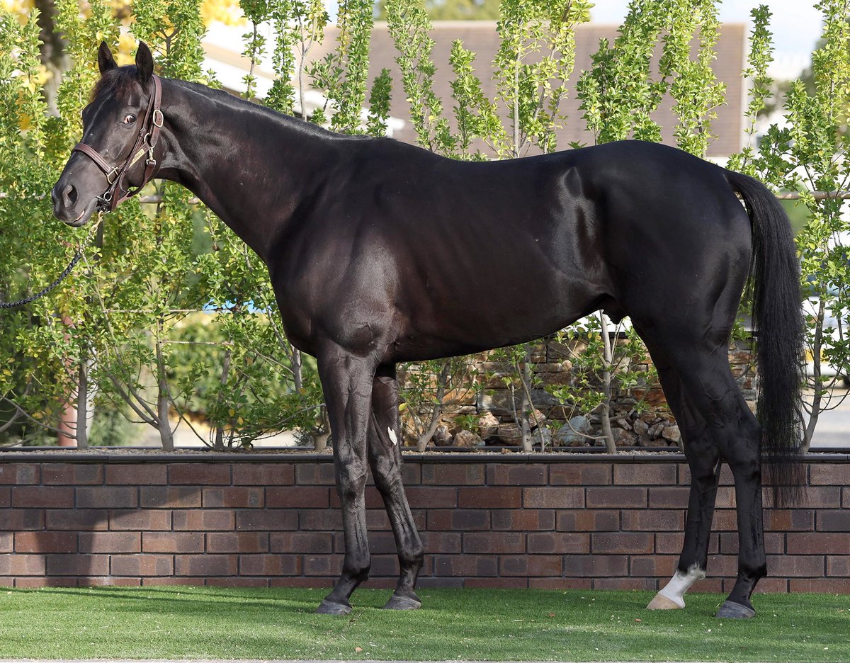 日刊スポーツ競馬 極ウマ【公式】 (@goku_uma) / Posts / X