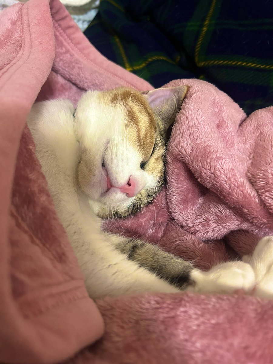 OW_PC_atthi's tweet image. また舌出とる笑
可愛いい！！！！！！！🥹🥹🥹🥹