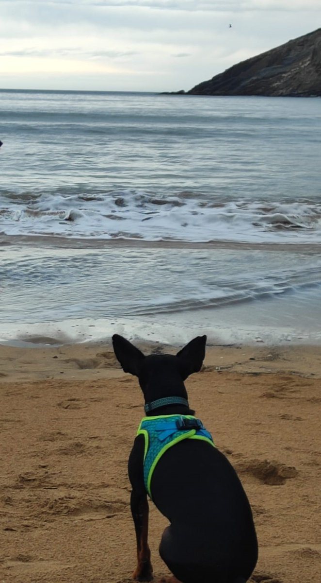 𝐆𝐎𝐑𝐋𝐈𝐙, 𝐙𝐔𝐑𝐄 𝐓𝐗𝐀𝐊𝐔𝐑𝐑𝐀𝐑𝐄𝐊𝐈𝐍 𝐄𝐑𝐄 𝐆𝐎𝐙𝐀𝐓𝐙𝐄𝐊𝐎 𝐇𝐄𝐋𝐌𝐔𝐆𝐀 

Turismo Bulegoak ekimen pet-friendly berri bat jarri du martxan, bere webgunean: 

visitgorliz.eus/eu/gorliz-zure…