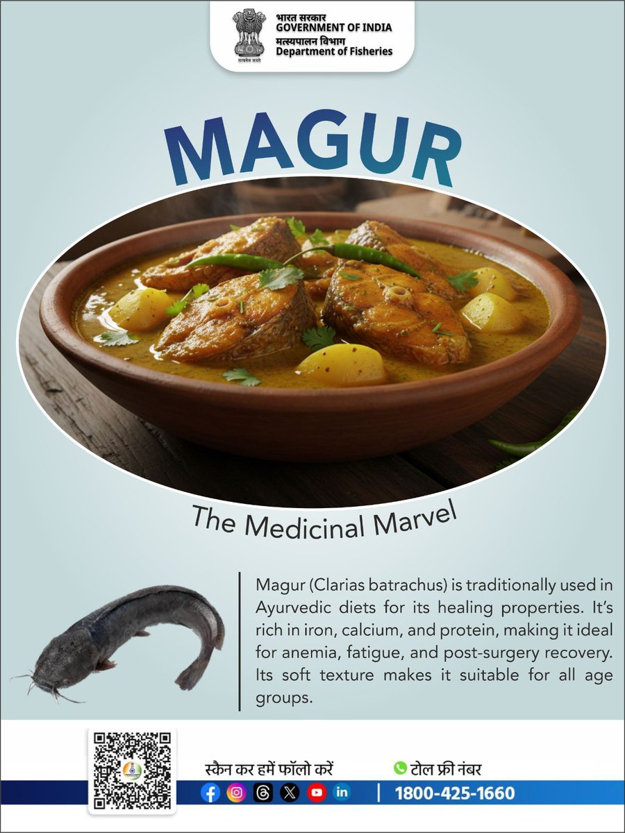 FisheriesGoI's tweet image. Healing begins with nourishment. Magur is rich in iron, calcium and protein, making it ideal for recovery, strength and overall wellness. 

#FitWithFish #Nutrition #ProteinPower #IronRich #CalciumBoost