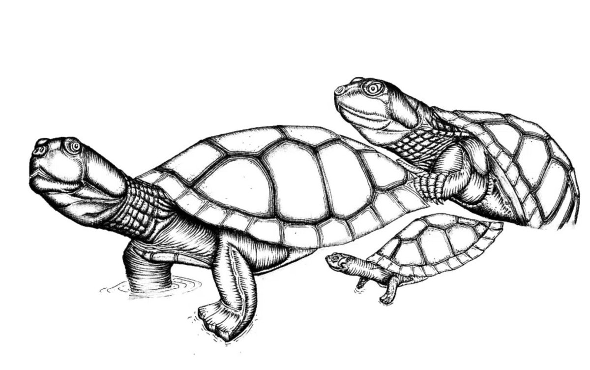 EarthArchivesHQ's tweet image. A paleontological discovery in the Lago Barreales, Neuquén (Argentina) region revealed the existence of a new species of freshwater turtle that inhabited the area approximately 90 million years ago.

noticiasambientales.com/science/new-sp…

#fossils #paleontology