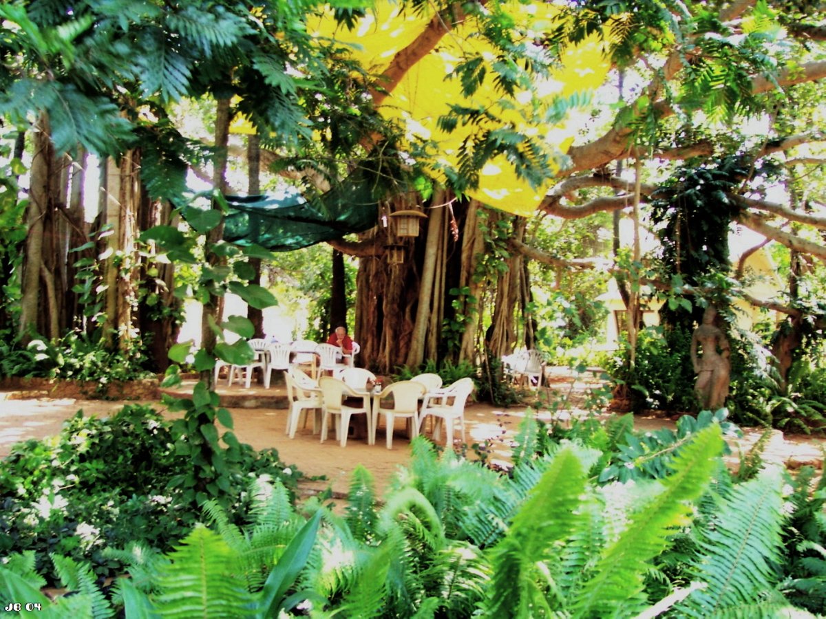 johbeil's tweet image. A banyan tree provides shade for an outdoor café (Auroville, Tamil Nadu, India) #DailyPictureTheme #dendrology #tree #banyan #india #auroville